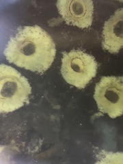 Botrylloides diegensis