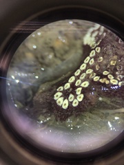 Botrylloides diegensis