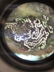 Botrylloides diegensis