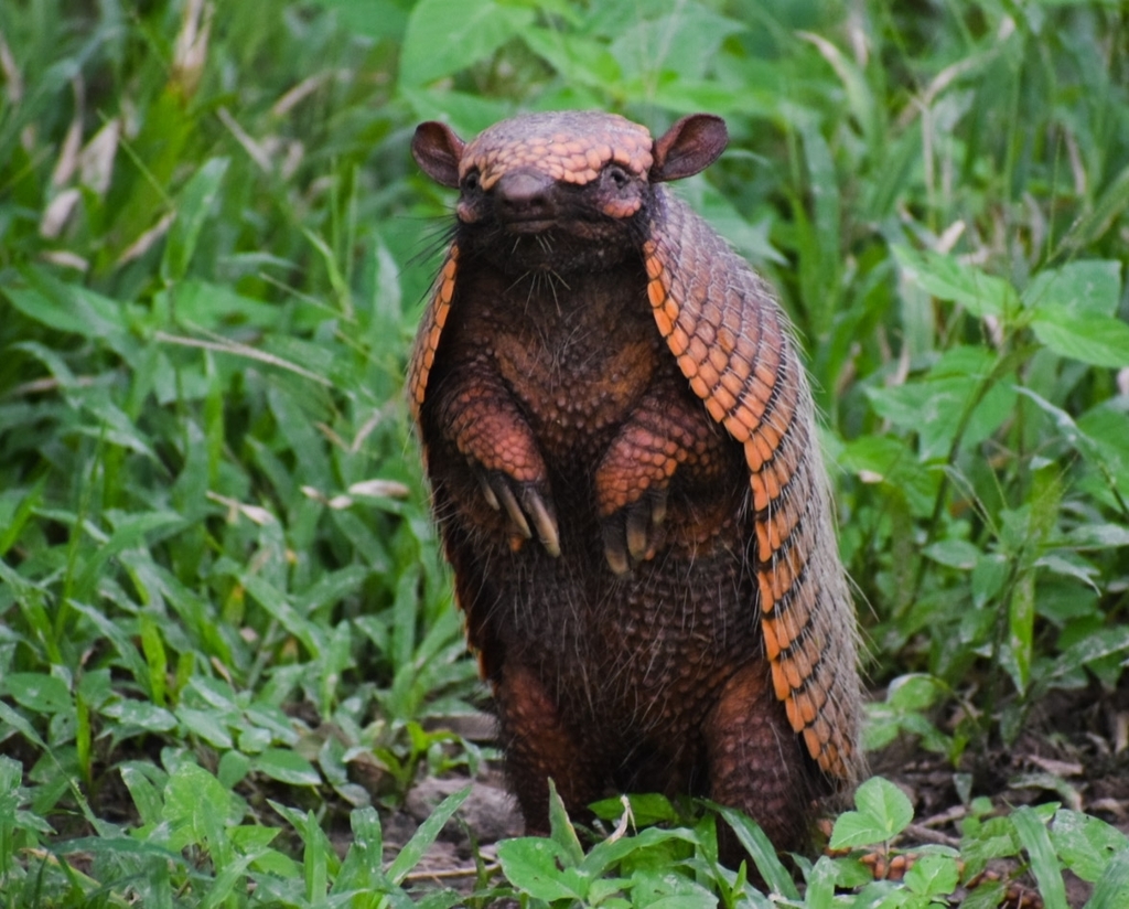 Six-banded Armadillo