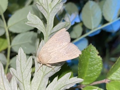 Mythimna inornata