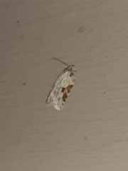 Acleris ptychogrammos