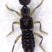 Paederinae - Photo (c) Stephen Thorpe, algunos derechos reservados (CC BY-NC), subido por Stephen Thorpe