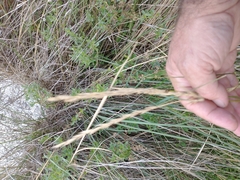Elymus scabrifolius