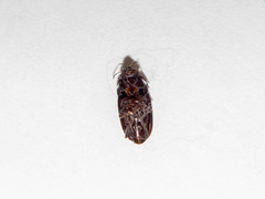 Selenophorus