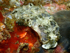 Dermatobranchus kalyptos