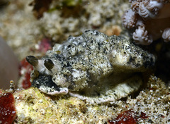 Dermatobranchus kalyptos
