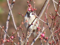 Passer montanus