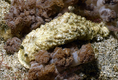 Dermatobranchus kalyptos