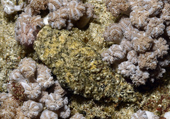 Dermatobranchus kalyptos