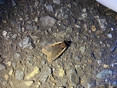 Dichagyris triangularis