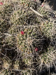 Mammillaria compressa
