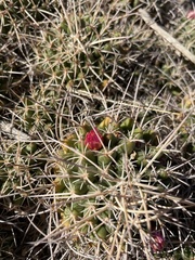 Mammillaria compressa