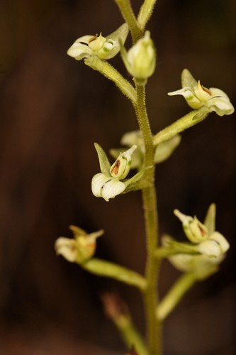 Britton's shadow witch (Ponthieva brittoniae)