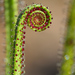 Drosophyllum - Photo (c) Léo Giardi,  זכויות יוצרים חלקיות (CC BY-NC), הועלה על ידי Léo Giardi