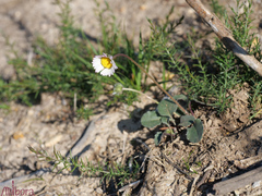 Bellis rotundifolia
