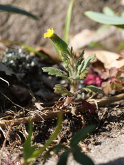 Senecio lividus