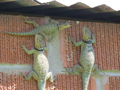 Sceloporus cyanogenys