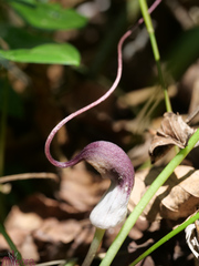 Arisarum proboscideum