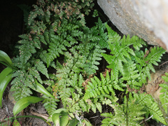 Asplenium obovatum