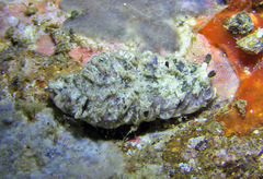 Dermatobranchus kalyptos