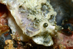 Dermatobranchus kalyptos