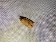 Pandemis cinnamomeana
