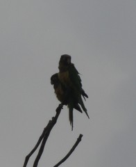 Eupsittula cactorum