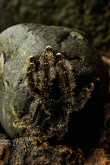 Avicularia rufa