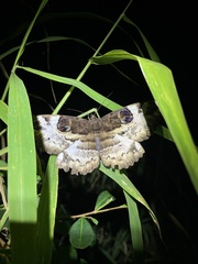 Erebus terminitincta