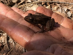 Lithobates blairi