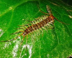 Lithobius variegatus rubriceps
