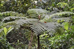 Lophosoria quadripinnata