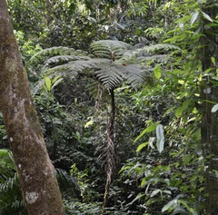Lophosoria quadripinnata