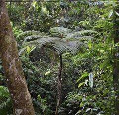 Lophosoria quadripinnata