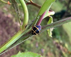 Murgantia simulans