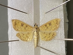 Uresiphita fusei