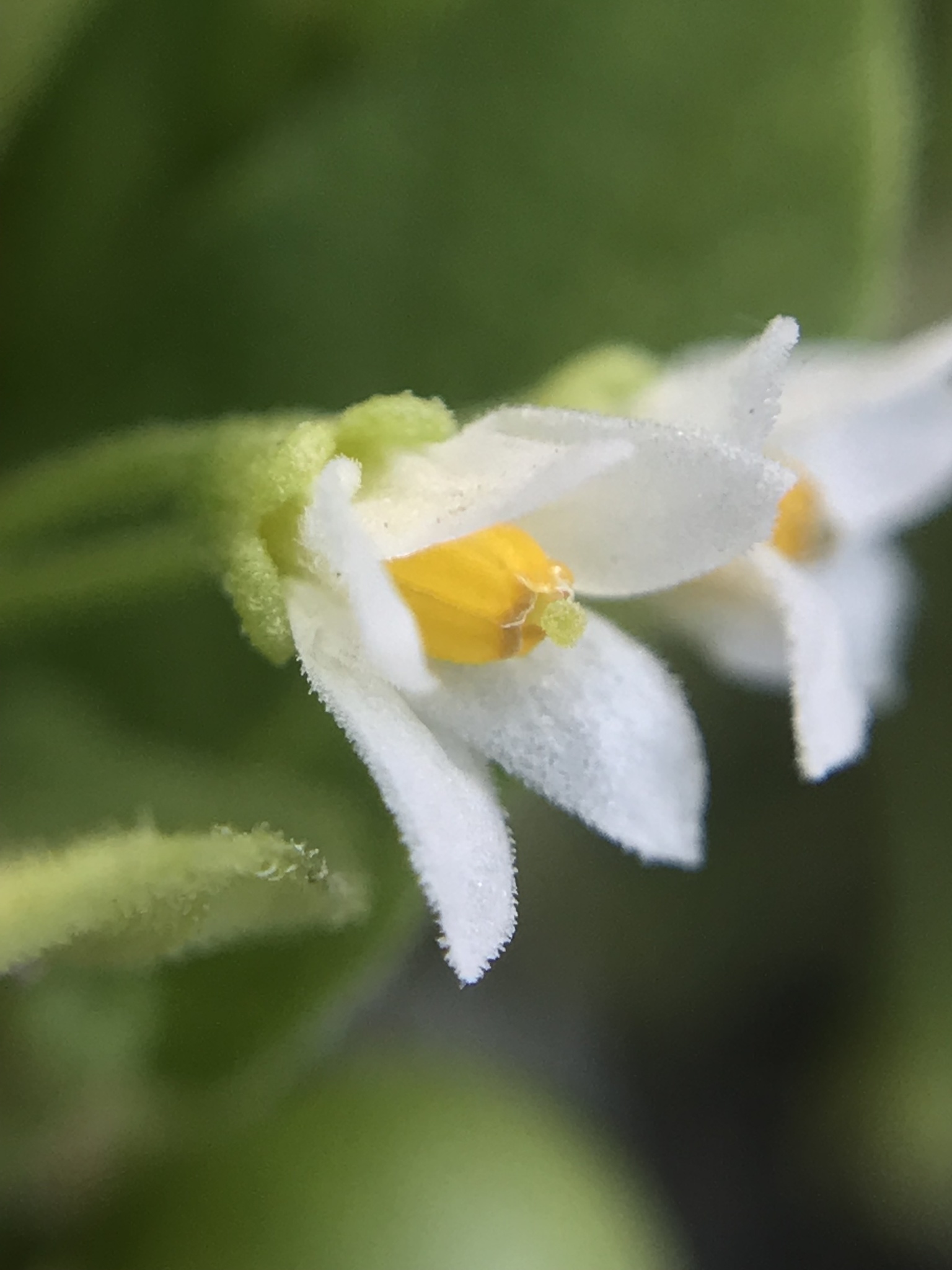 Imagem de Solanum sanfurgoi não possui um nome popular amplamente reconhecido no Brasil