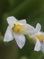 Solanum sanfurgoi