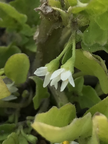 Solanum sanfurgoi