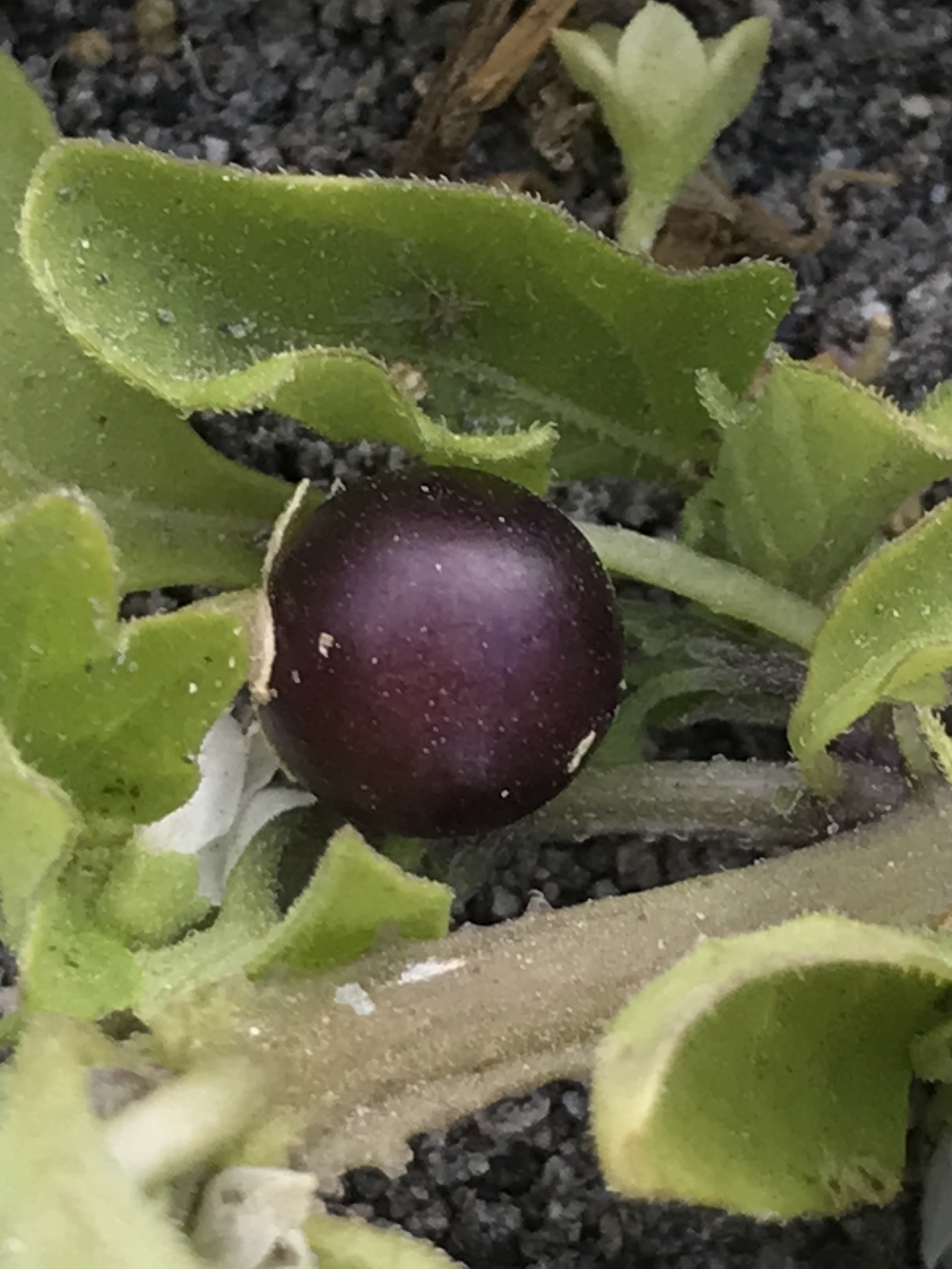 Imagem de Solanum sanfurgoi não possui um nome popular amplamente reconhecido no Brasil