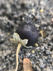 Solanum sanfurgoi