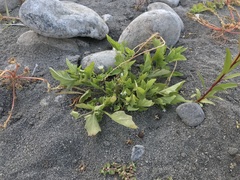 Solanum sanfurgoi
