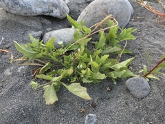 Solanum sanfurgoi