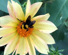 Bombus transversalis