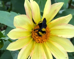 Bombus transversalis