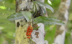 Anthurium flexile