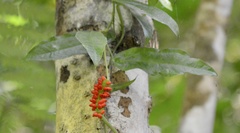 Anthurium flexile