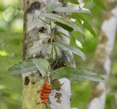 Anthurium flexile