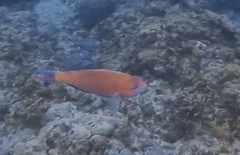 Scarus fuscocaudalis